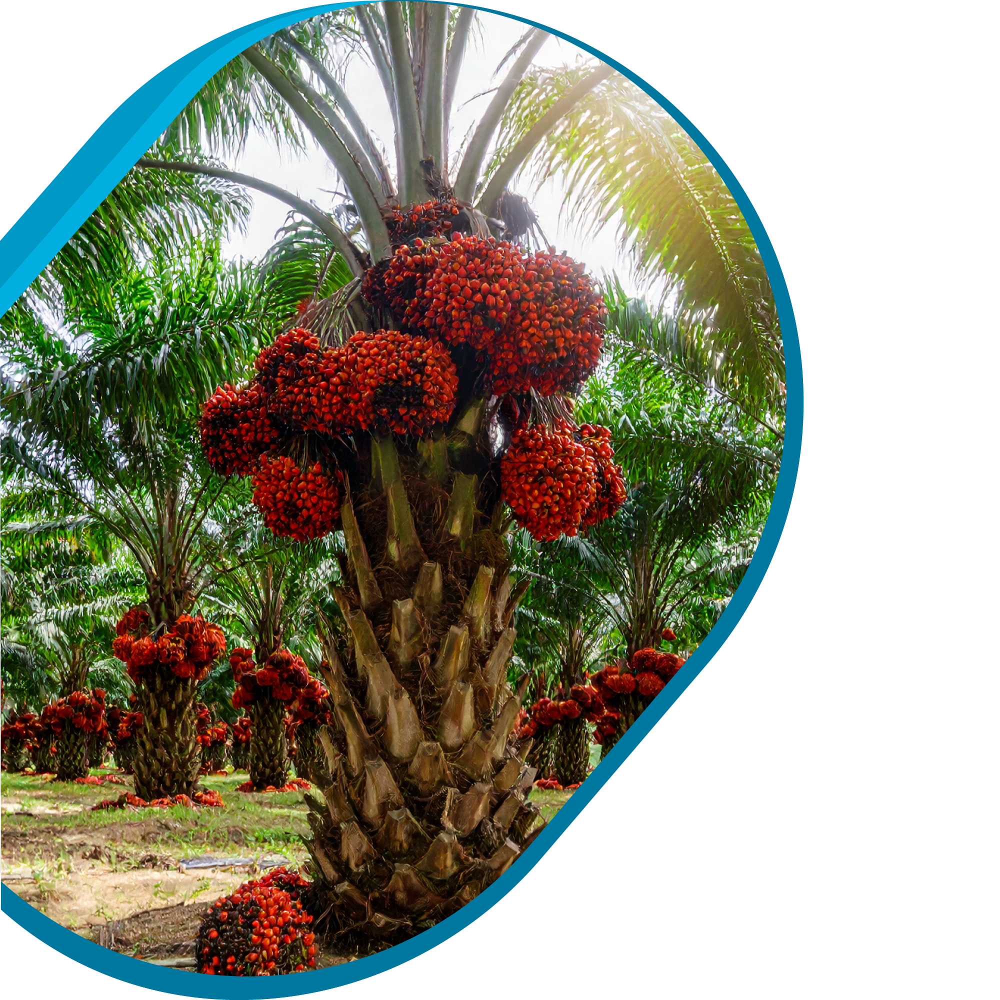 Palm OIl Tree