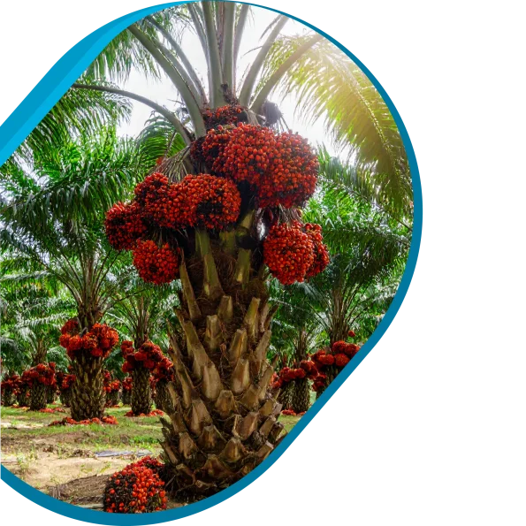 Palm OIl Tree
